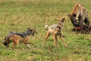 Black-backed Jackals - two in confrontation, with Hyaena in background feeding at kill