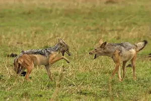Jackals Prints: Black-backed Jackals Two in confrontation Maasai Mara, Africa