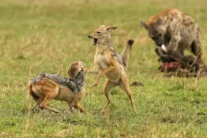 Jackals Prints: Black-backed Jackals Two fighting Maasai Mara, Africa