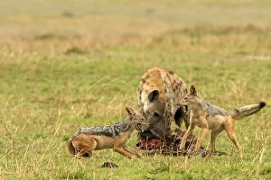 Black-backed Jackals - Two fighting with Spotted
