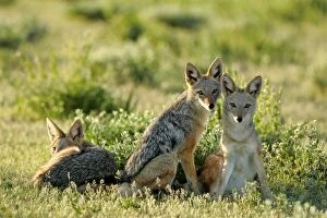 Black-backed Jackals - three young ones resting in savannah