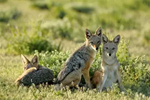 Bond Prints: Black-backed Jackals three young ones resting in savanna Etosha National Park