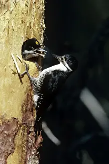 Black-backed Woodpecker