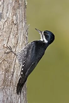 Black-backed Woodpecker - Female on side of tree