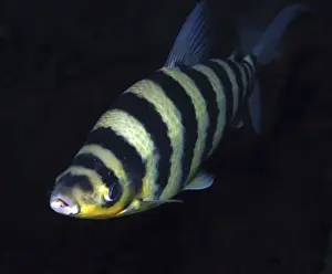 Stripes Prints: Black-banded Leporinus - Freshwater,s America: Amazon Basin