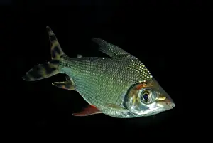 Black-banded Leporinus - Freshwater,s America: Amazon Basin