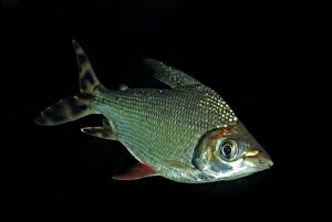 Images Dated 5th June 2008: Black-banded Leporinus - Freshwater,s America: Amazon Basin