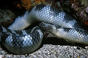 Black-banded sea krait - Indonesia