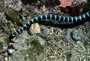 Black-banded sea krait - Indonesia