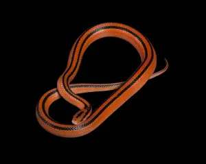 Black-banded Trinket Snake / Thai Bamboo Ratsnake / Red Mountain Racer - Asia