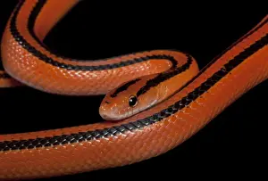 Black-banded Trinket Snake / Thai Bamboo Ratsnake / Red Mountain Racer - Asia