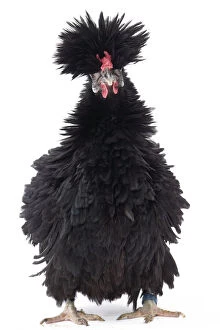 Black Bantam Lyonnaise Chicken with frizzled plumage