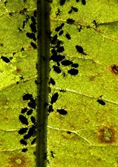 Images Dated 7th November 2011: Black Bean Aphid - colony living under a leaf