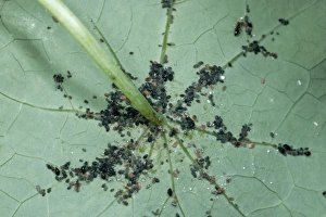 Images Dated 22nd November 2004: Black Bean Aphid Large aggregation, UK