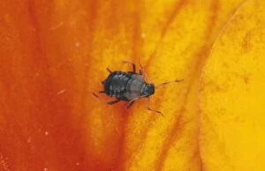 Images Dated 27th May 2010: Black Bean Aphid - UK
