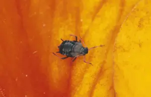 Black Bean Aphid - UK