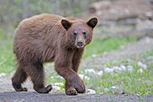 Black Bear - 18 month old cub