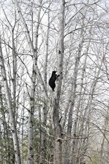 Images Dated 15th May 2009: Black Bear - 18 month old cub climbing tree