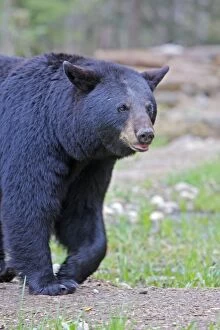 Images Dated 20th May 2009: Black Bear - adult