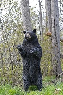 Black Bear - adult male standing on hind legs scratching bac
