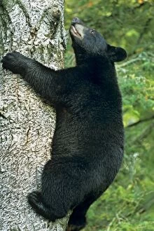 Black Bear - climbing tree. Trees are often a place where black bears feel relatively safe
