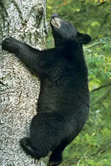 Vertical Prints: Black Bear - climbing tree. Trees are often a place where black bears feel relatively safe