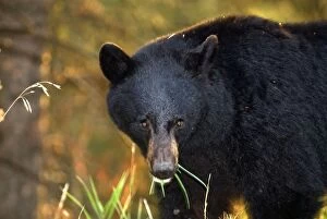 Black Bear - Close up of head eating grass
