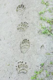 Images Dated 2nd July 2008: Black Bear and Coyote (Canis latrans) tracks in