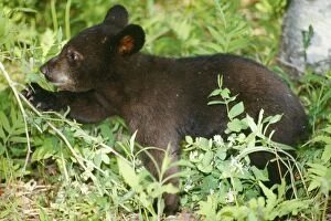 Black BEAR - cub in birch wood