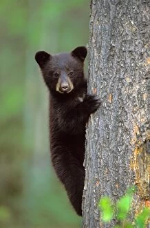 Americanus Gallery: Black Bear - Cub climbing pine tree