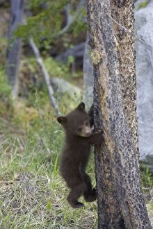 Images Dated 7th June 2009: Black Bear - cub climbing tree