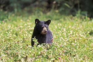 Clovers Gallery: Black Bear Cub in field of clover