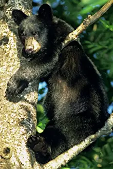 Protection Prints: Black Bear - cub in tree. Climbing tree provides safety for cub while mother is foraging about on forest floor