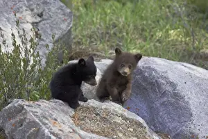 Black Bear - two cubs playing on rocks - one black one cinnamon - Canadian Rocky Mountains - Alberta - Canada MA002126