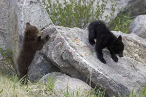 Black Bear - two cubs playing on rocks - one black one cinnamon - Canadian Rocky Mountains - Alberta - Canada MA002132