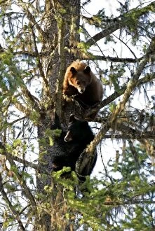 Two Black Bear Cubs - watching from the safety of a tree