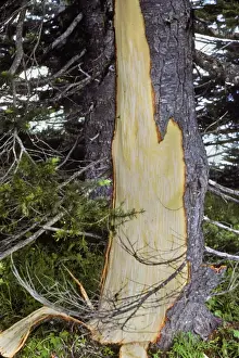 Damage Prints: Black Bear - damaged tree. Bears strip the bark and then eat the thin cambium layer