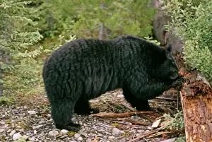 Black Bear - digging insects from log - Canada