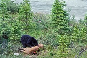 Images Dated 15th March 2009: Black Bear - feeding on elk carcass. Kootenay National Park, Northern Rockies, British Columbia