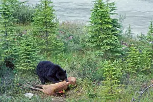 Behavior Prints: Black Bear - feeding on elk carcass