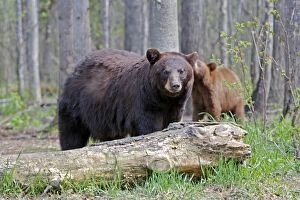 Black Bear - female with 18 month old cub