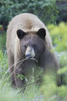 Images Dated 6th June 2009: Black Bear - female