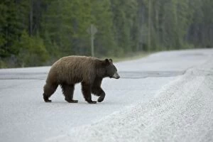 Images Dated 7th June 2009: Black Bear - female crossing road
