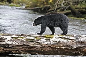 Black Bear - fishing for salmon