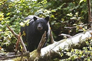Images Dated 27th September 2007: Black Bear - fishing for salmon Princess Royal Island British Columbia