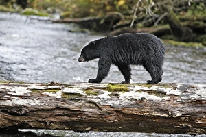 Images Dated 27th September 2007: Black Bear - fishing for salmon Princess Royal Island British Columbia