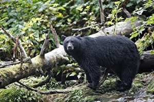 Images Dated 27th September 2007: Black Bear - fishing for salmon Princess Royal Island British Columbia