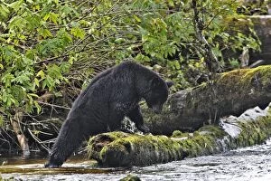 Images Dated 28th September 2007: Black Bear - fishing for salmon Princess Royal Island British Columbia