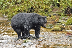 Images Dated 30th September 2007: Black Bear - fishing for salmon Princess Royal Island British Columbia
