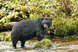 Images Dated 30th September 2007: Black Bear - fishing for salmon Princess Royal Island British Columbia